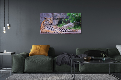 Cuadros sobre lienzo Tigre en un zoológico