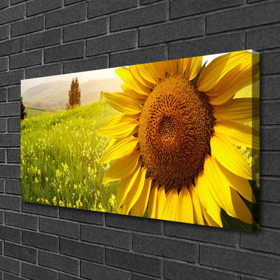 Cuadro en lienzo canvas Girasol flor planta