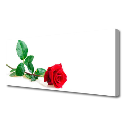 Cuadro en lienzo canvas Rosa flor planta naturaleza