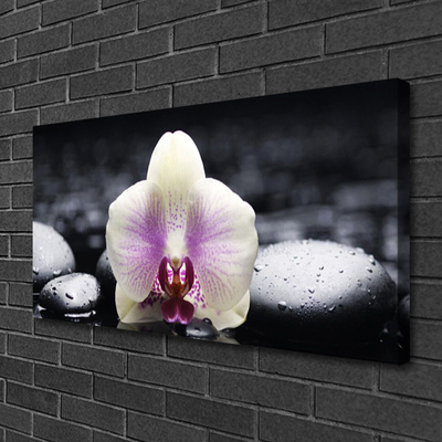 Cuadro en lienzo canvas Flor orquídea planta