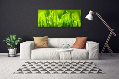 Cuadro en lienzo canvas Hierba verde gotas de rocío