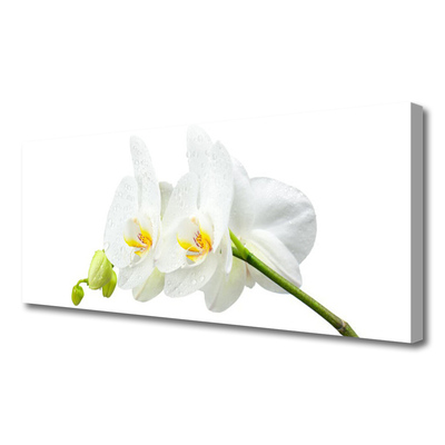 Cuadro en lienzo canvas Pétalos flor orquídea blanca