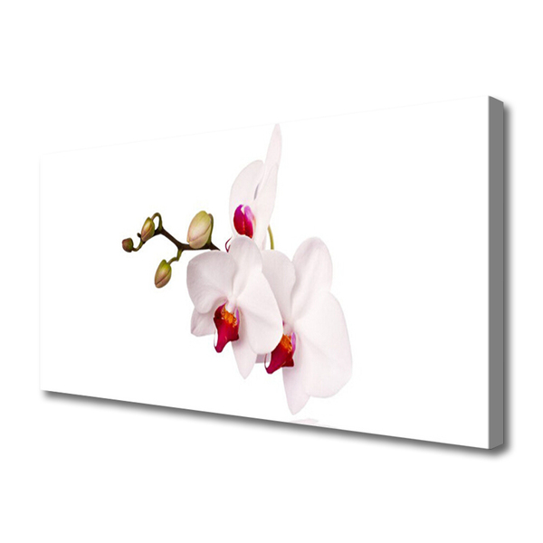 Cuadro en lienzo canvas Flores naturaleza orquídea
