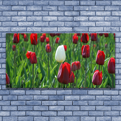 Cuadro en lienzo canvas Tulipanes flores naturaleza