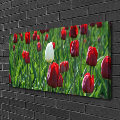 Cuadro en lienzo canvas Tulipanes flores naturaleza