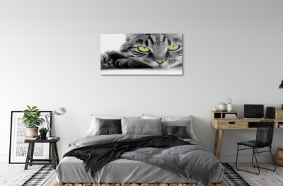Cuadro de cristal Gato gris-negro