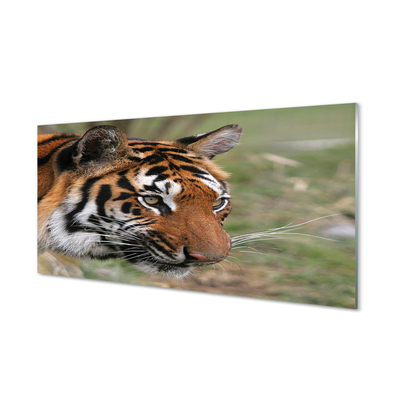 Cuadro de cristal Tiger woods