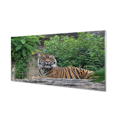 Cuadro de cristal Tiger woods