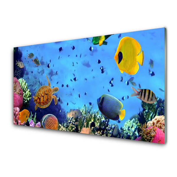 Cuadro de vidrio Arrecife pez naturaleza