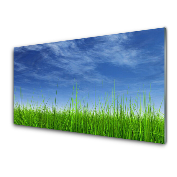 Cuadro de vidrio Cielo hierba naturaleza planta