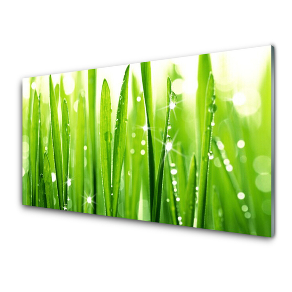 Cuadro de vidrio Hierba planta naturaleza