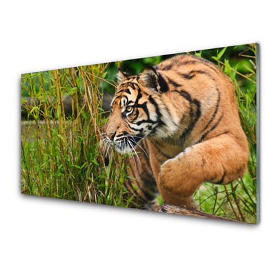 Cuadro en vidrio Tigre animales