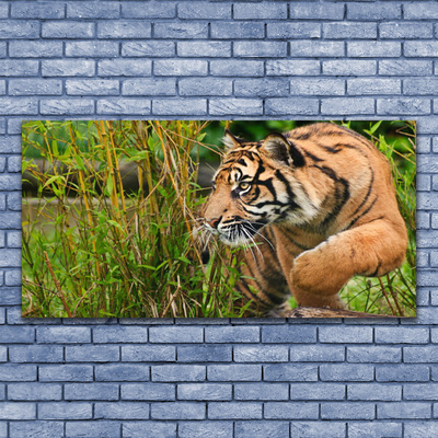 Cuadro en vidrio Tigre animales