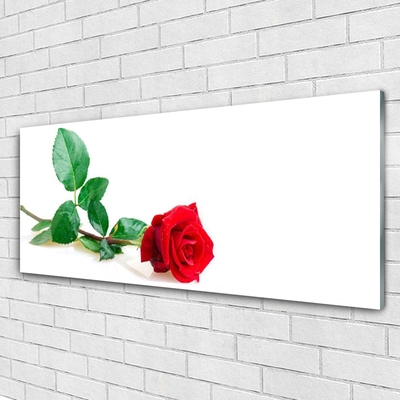 Cuadro en vidrio Rosa flor planta naturaleza
