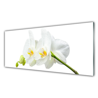 Cuadro en vidrio Pétalos flor orquídea blanca