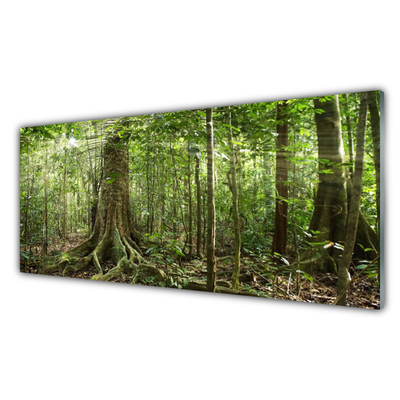 Cuadro en vidrio Bosque naturaleza jungla árboles