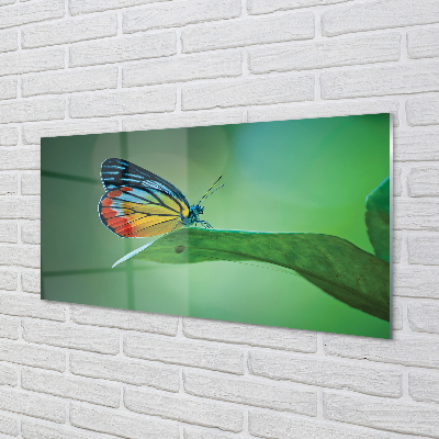 Paneles de vidrio Hoja colorida mariposa