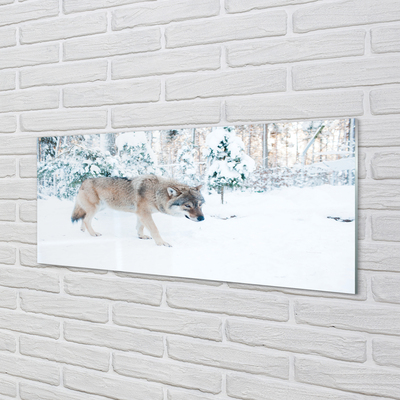 Paneles de vidrio Bosque de invierno lobo