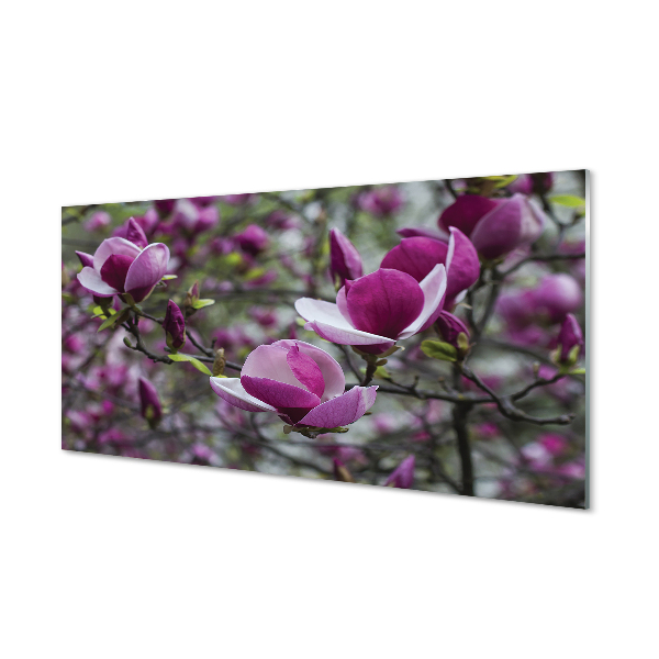 Paneles de vidrio Magnolia púrpura