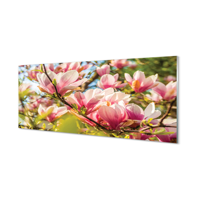 Paneles de vidrio Magnolia rosada