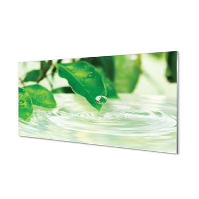 Paneles de vidrio Gotas de agua hojas