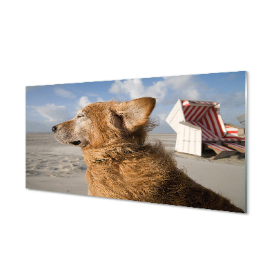Paneles de vidrio Playa marrón del perro