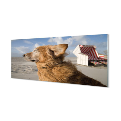 Paneles de vidrio Playa marrón del perro