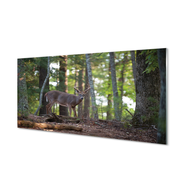 Paneles de vidrio Bosque ciervos