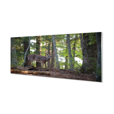 Paneles de vidrio Bosque ciervos