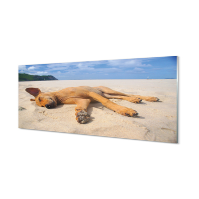Paneles de vidrio Mentira playa para perros