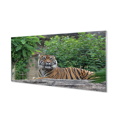 Paneles de vidrio Tiger woods