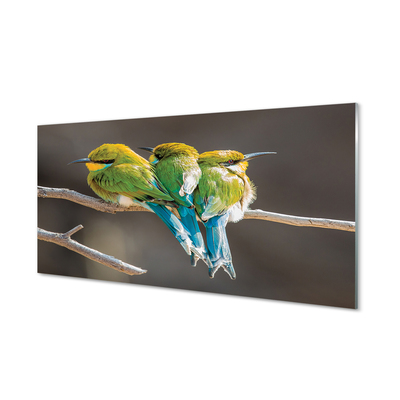 Paneles de vidrio Pájaros en una rama