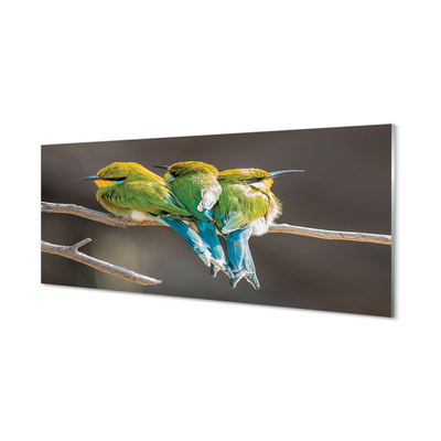 Paneles de vidrio Pájaros en una rama