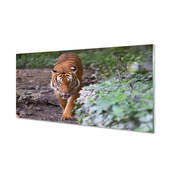 Paneles de vidrio Tiger woods