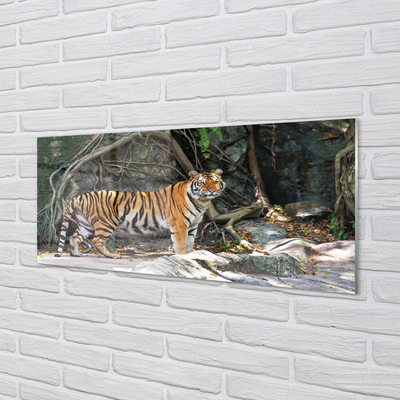 Paneles de vidrio Tigre de la selva