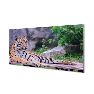 Paneles de vidrio Tigre en un zoológico