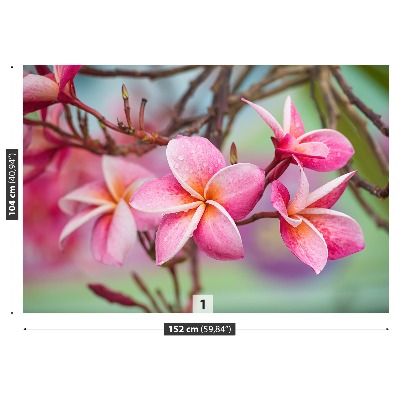 Fotomural Frangipani rosa