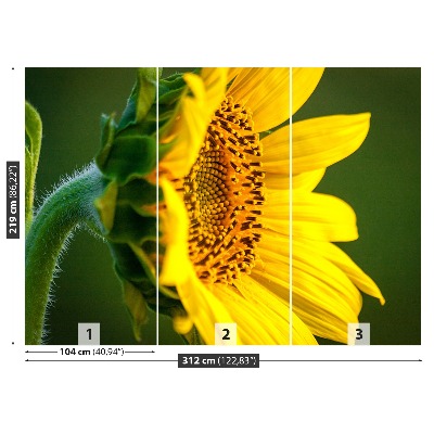 Fotomural Girasol