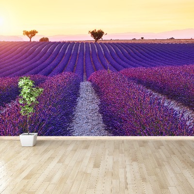 Fotomural Campos de lavanda