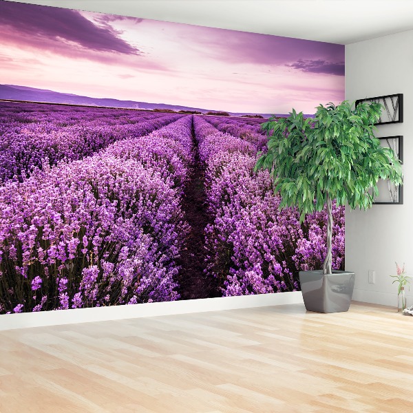 Fotomural Lavanda en flor