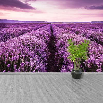 Fotomural Lavanda en flor