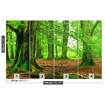 Fotomural Bosque de hayas