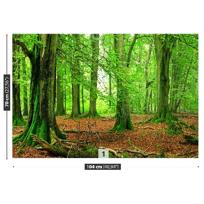 Fotomural Bosque de hayas