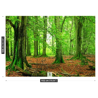 Fotomural Bosque de hayas