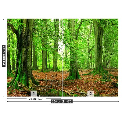 Fotomural Bosque de hayas