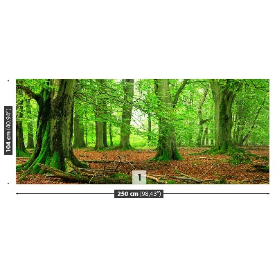 Fotomural Bosque de hayas