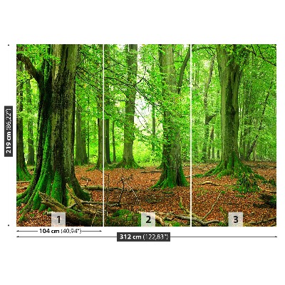 Fotomural Bosque de hayas