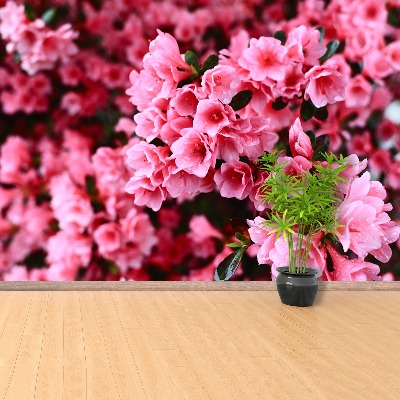 Fotomural Rododendro rosa