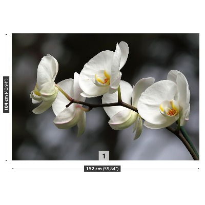 Fotomural Orquídea blanca