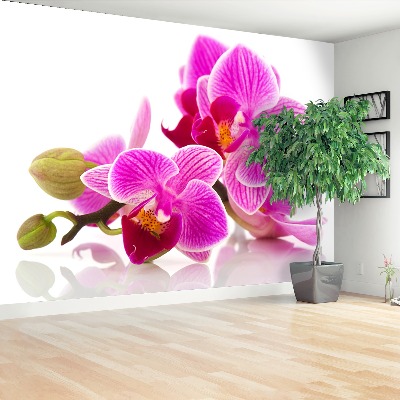 Fotomural Flores de la orquídea